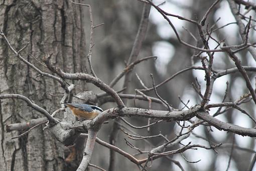 WINTER 2010 Bird ID Thread-img_8598.jpg