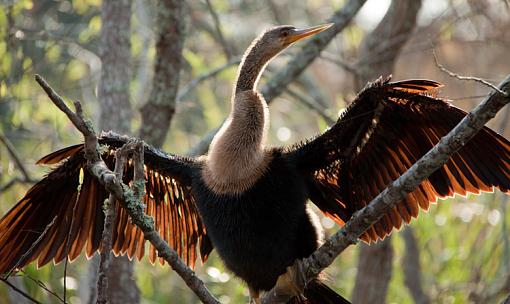 Birds and gators-paynes-prarie-alice-4124.jpg