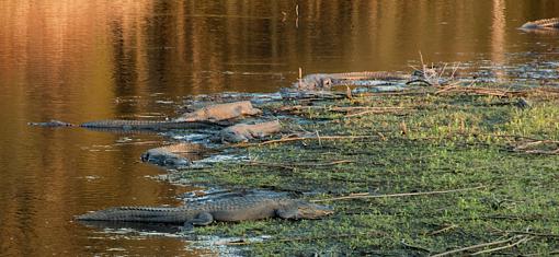 Birds and gators-paynes-prarie-alice-4154.jpg