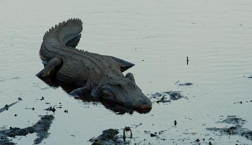 Birds and gators-paynes-prarie-alice-4156.jpg