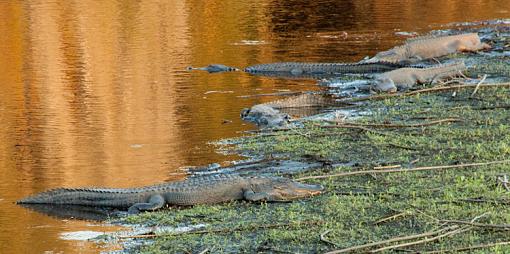 Birds and gators-paynes-prarie-alice-4163.jpg