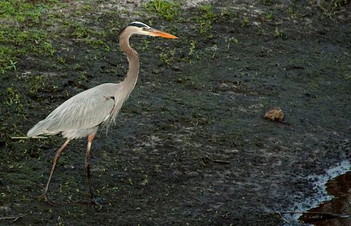 Birds and gators-paynes-prarie-alice-4192.jpg