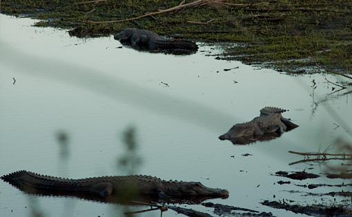 Birds and gators-paynes-prarie-alice-4164.jpg