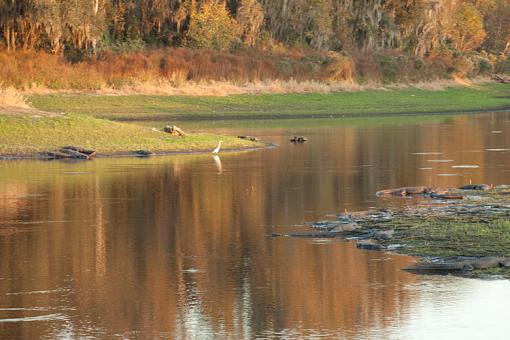 Birds and gators-paynes-prarie-alice-4166.jpg