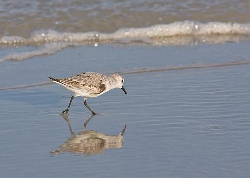 Plover ID-img_0222.jpg