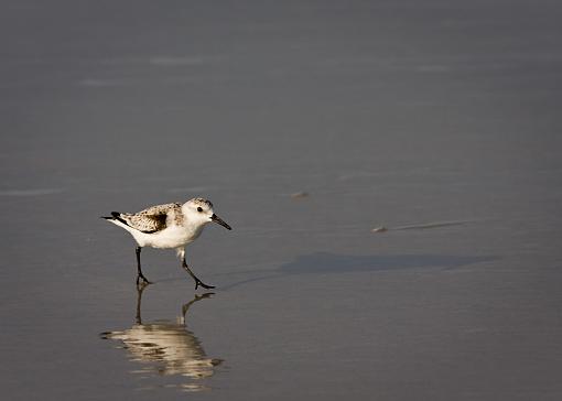 Plover ID-img_0213.jpg