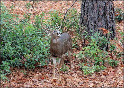 Whitetail Buck..Rage Grunt-2img_0084.jpg