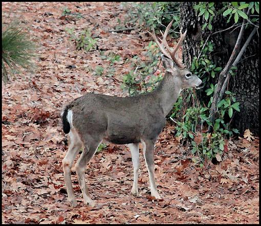 Whitetail Buck..Rage Grunt-img_0070bucks.jpg