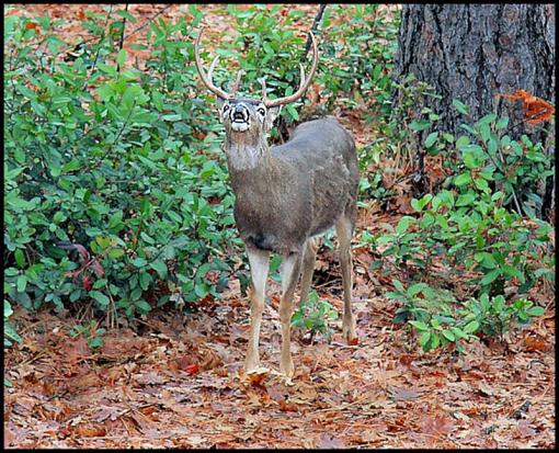 Whitetail Buck..Rage Grunt-img_0082bucks.jpg