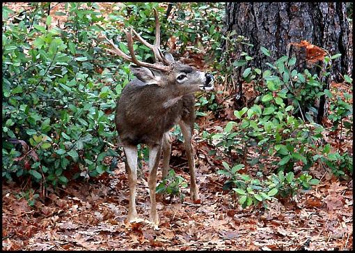 Whitetail Buck..Rage Grunt-img_0089bucks.jpg