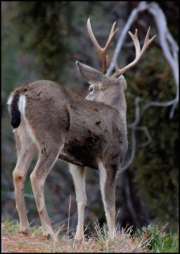 Whitetail Buck..Rage Grunt-1img_0103bucks.jpg