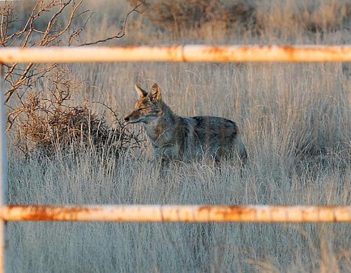 Coyote Sunset-dsc_7941-3-779.jpg