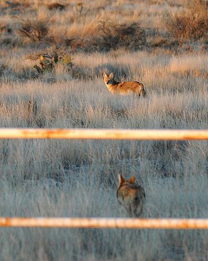 Coyote Sunset-dsc_7934-2-800.jpg