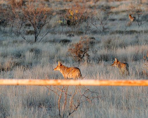 Coyote Sunset-dsc_7944-2-800.jpg