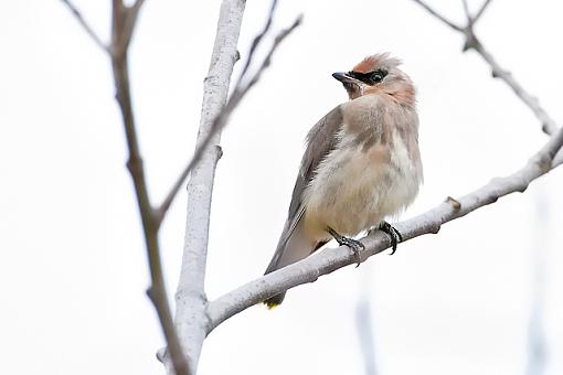 A Juvy Cedar Wax-wing-waxwing_6409.jpg