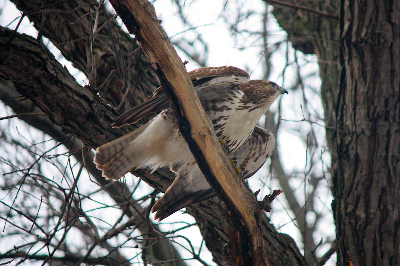 Hawk trying to get squirrel out of hole