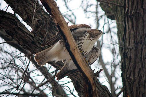 Hawk trying to get squirrel out of hole-img_8702.jpg