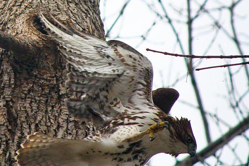 Hawk trying to get squirrel out of hole-img_8736.jpg