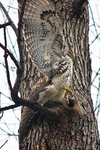 Hawk trying to get squirrel out of hole-img_8752.jpg