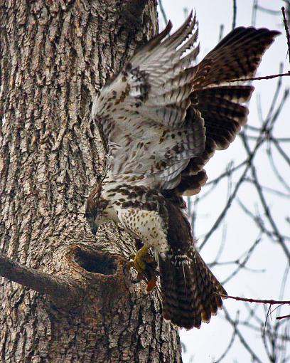 Hawk trying to get squirrel out of hole-img_8756.jpg