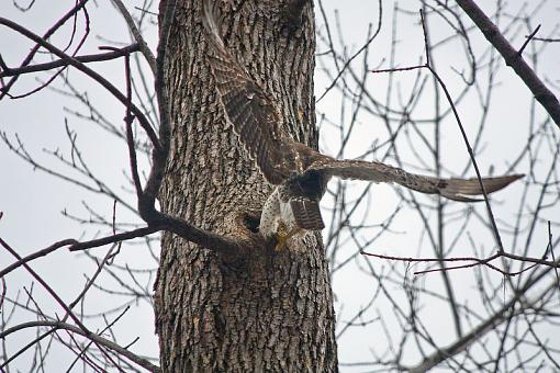 Hawk trying to get squirrel out of hole-img_8758.jpg