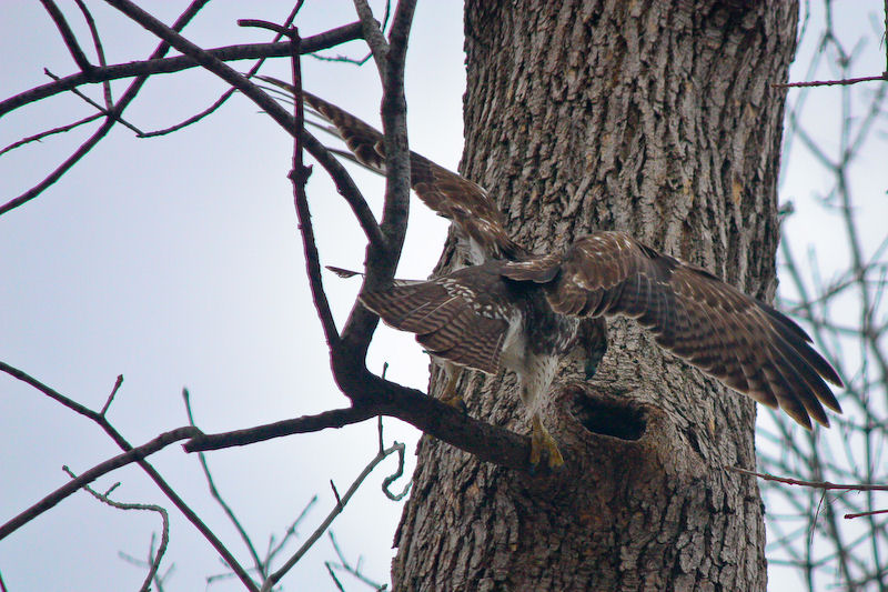 Hawk trying to get squirrel out of hole