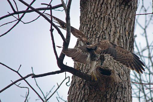 Hawk trying to get squirrel out of hole-img_8798.jpg