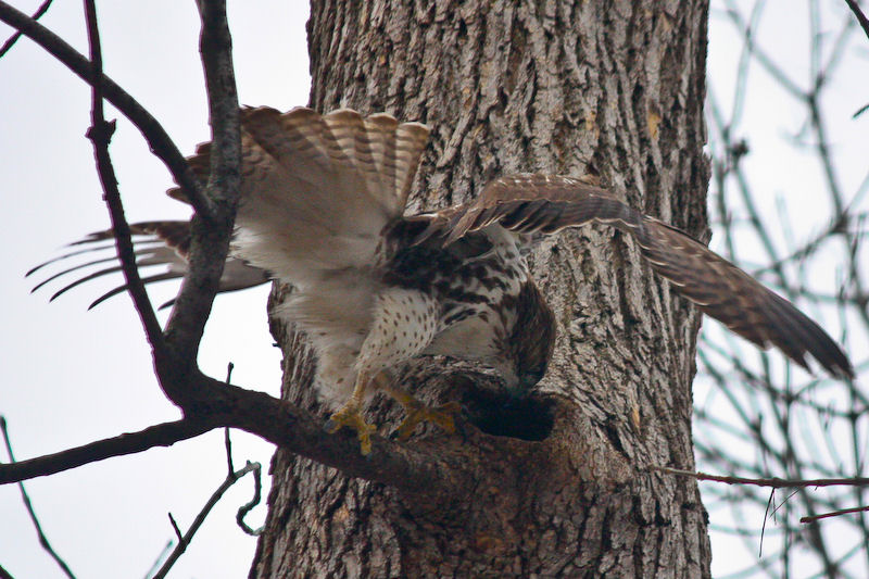 Hawk trying to get squirrel out of hole