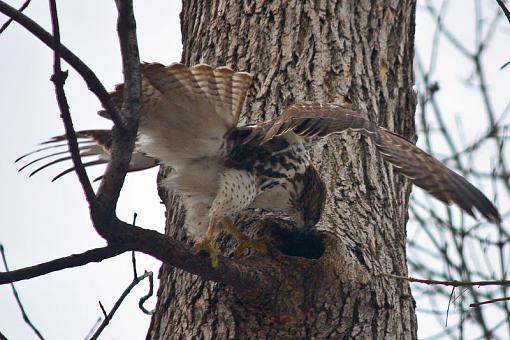 Hawk trying to get squirrel out of hole-img_8810.jpg