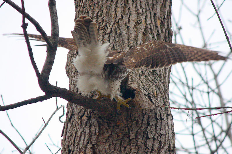 Hawk trying to get squirrel out of hole