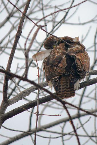 Hawk trying to get squirrel out of hole-img_8826.jpg