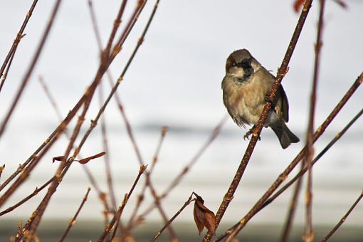 Sparrows-img_8884.jpg