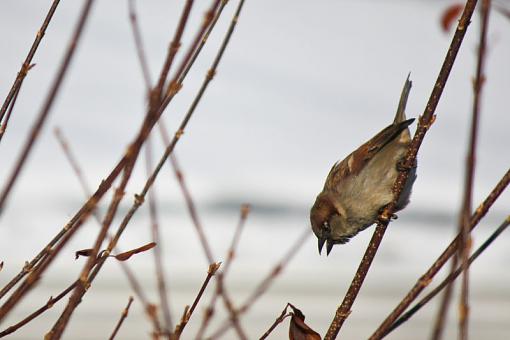 Sparrows-img_8885.jpg