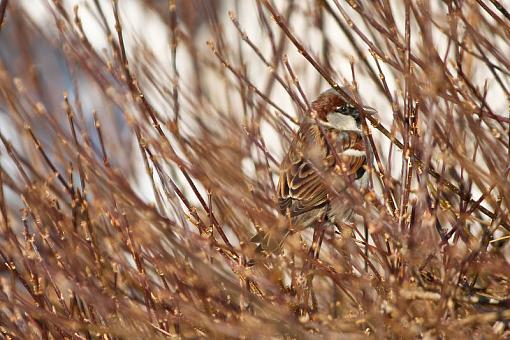 Sparrows-img_8893.jpg