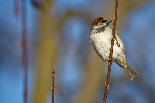 Sparrows-img_8894.jpg