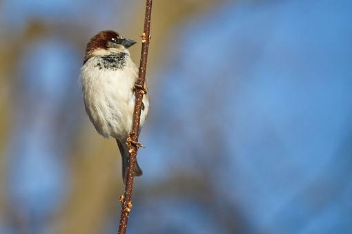 Sparrows-img_8897.jpg