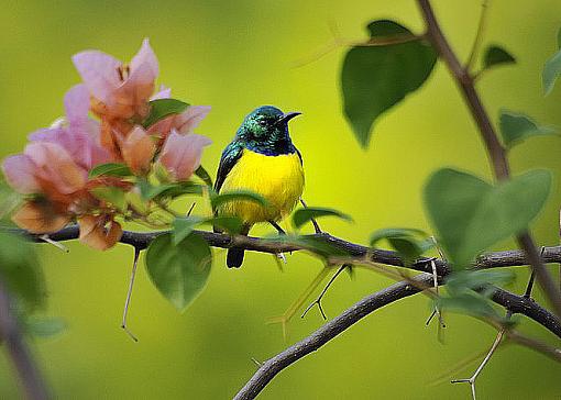 Collared Sunbird-sunbird6-copy.jpg