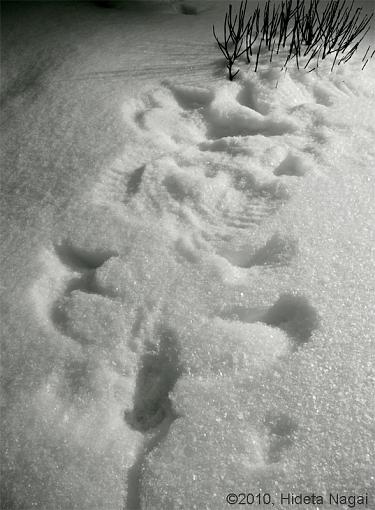 Snow Angels-snow-angels.jpg