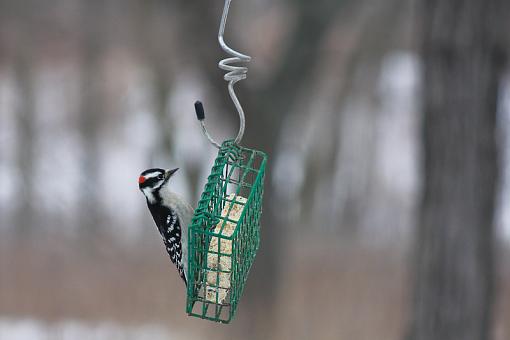 Downy (or Hairy) Woodpeckers-img_9118.jpg