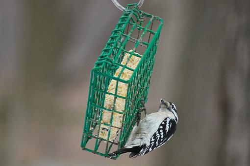 Downy (or Hairy) Woodpeckers-img_9131.jpg