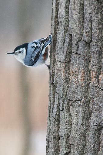 Nuthatches-img_9120.jpg