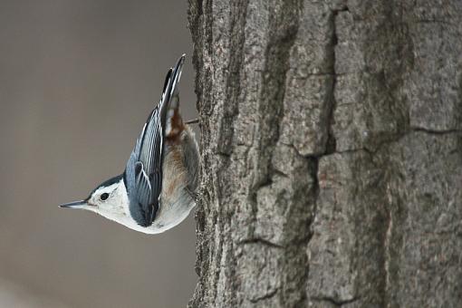 Nuthatches-img_9267.jpg