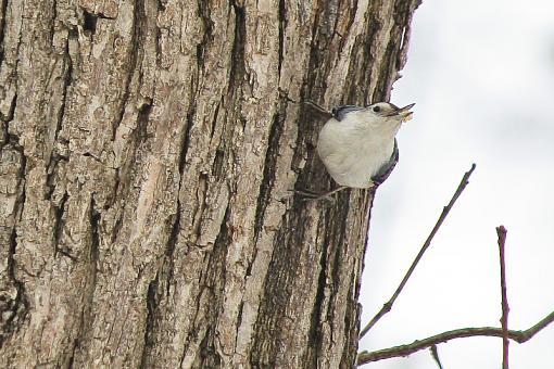 Nuthatches-img_9289.jpg