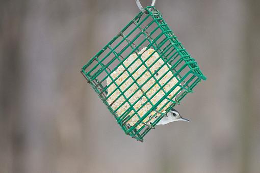 Nuthatches-img_9288.jpg