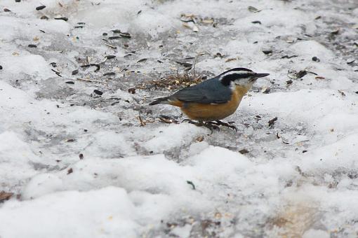 Nuthatches-img_9194.jpg