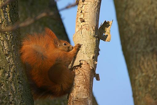 The lucky squirrel-dsc07705pr.jpg