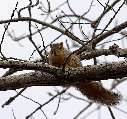 The lucky squirrel-02-15-09_0023_squrrel.jpg