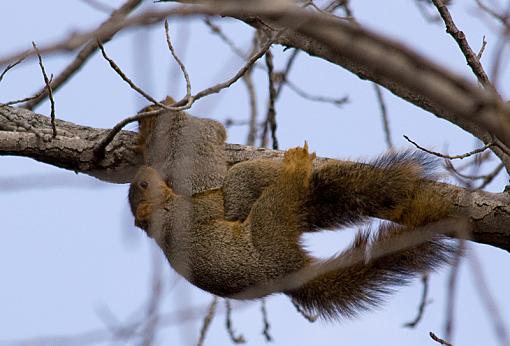 The lucky squirrel-02-15-09_0022.jpg