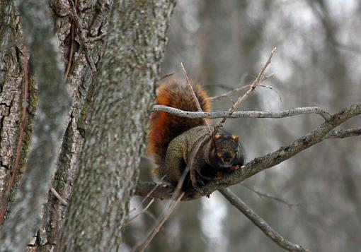 The lucky squirrel-squirrel.jpg