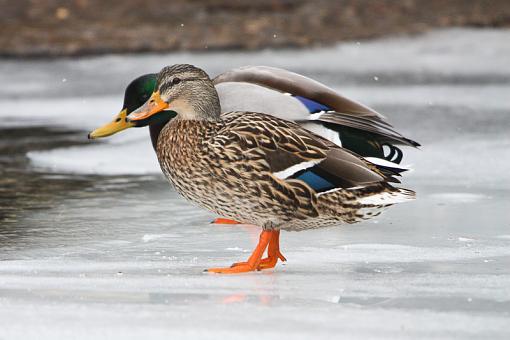 Mallard or Black Duck or X (or one of each)??-img_9747.jpg